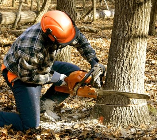 Tree Removal in Yancey, TX